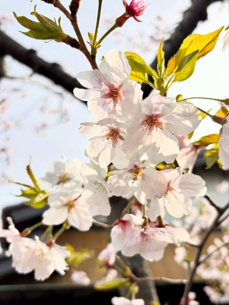 お花見日和!MOMOのお菓子で🌸